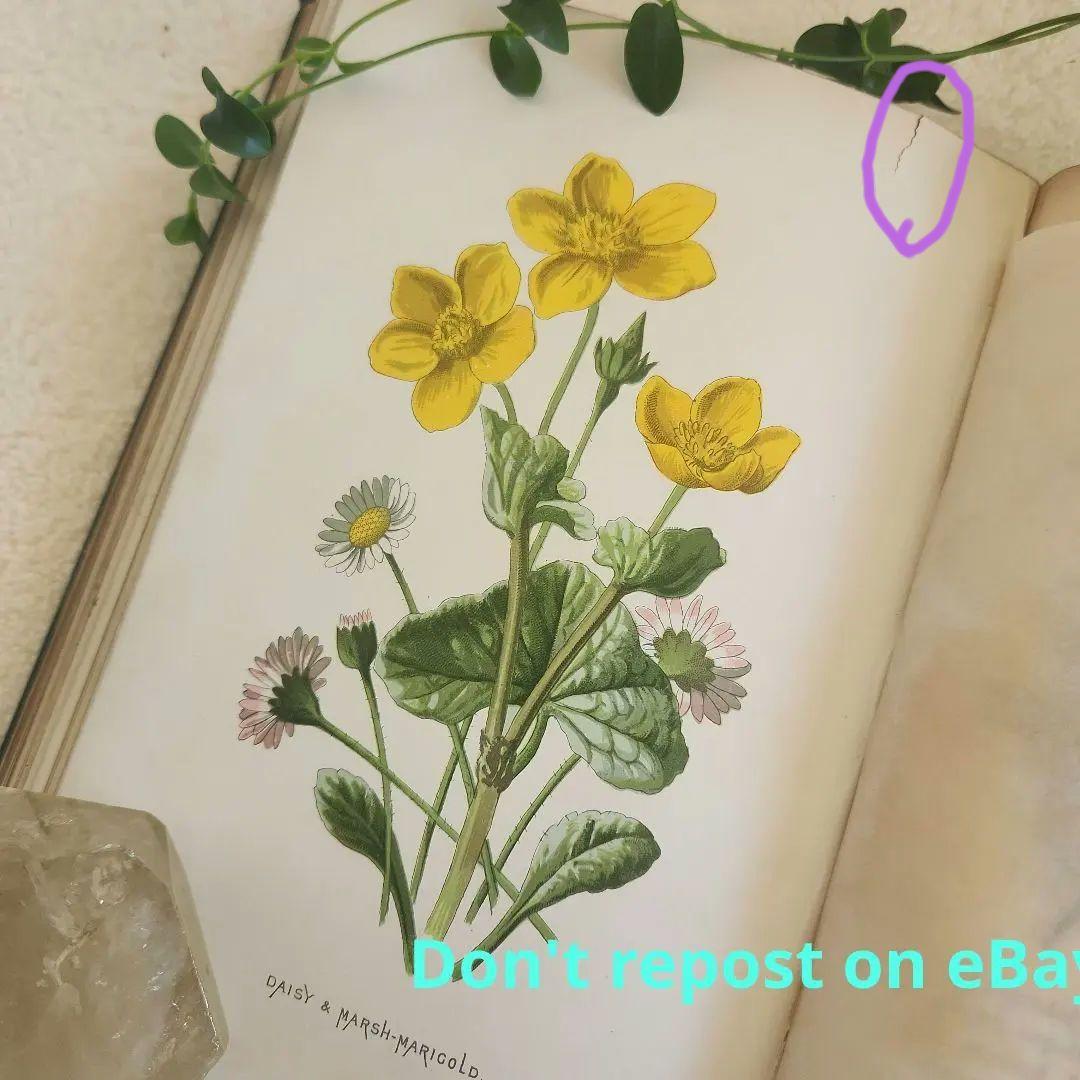 植物図鑑　洋書　古書　ボタニカルアート　アンティーク　リトグラフ　27