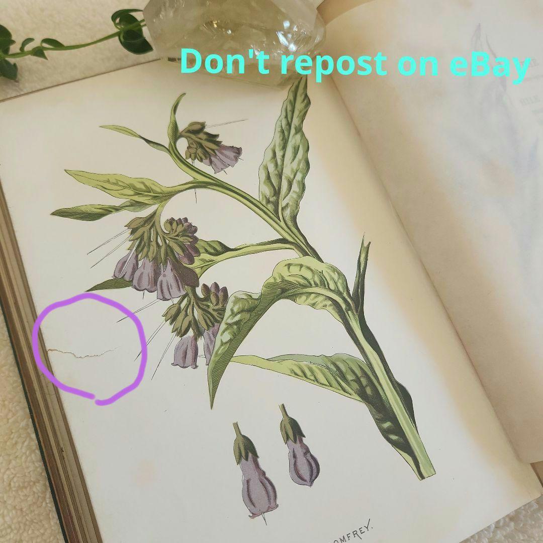 植物図鑑　洋書　古書　ボタニカルアート　アンティーク　リトグラフ　27