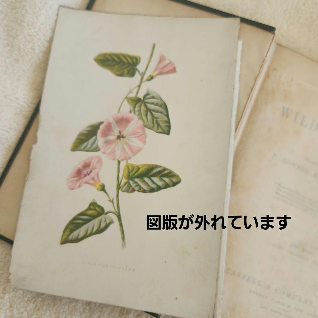 植物図鑑　洋書　古書　ボタニカルアート　アンティーク　リトグラフ　27
