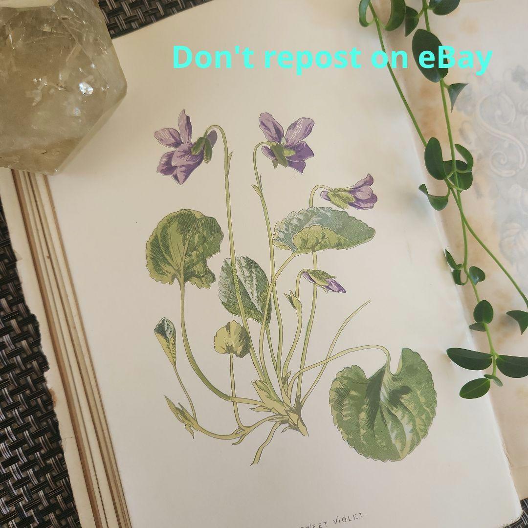 植物図鑑　洋書　古書　ボタニカルアート　アンティーク　リトグラフ　27