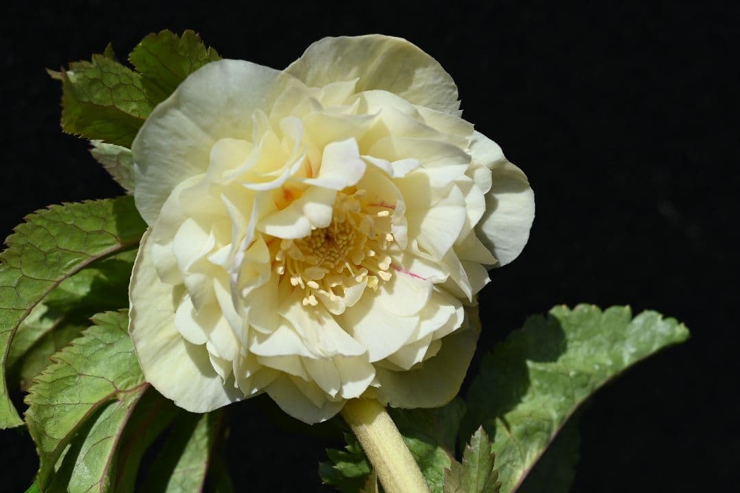 クリスマスローズ　認定アフロディーテ　ゴールド　加藤農園