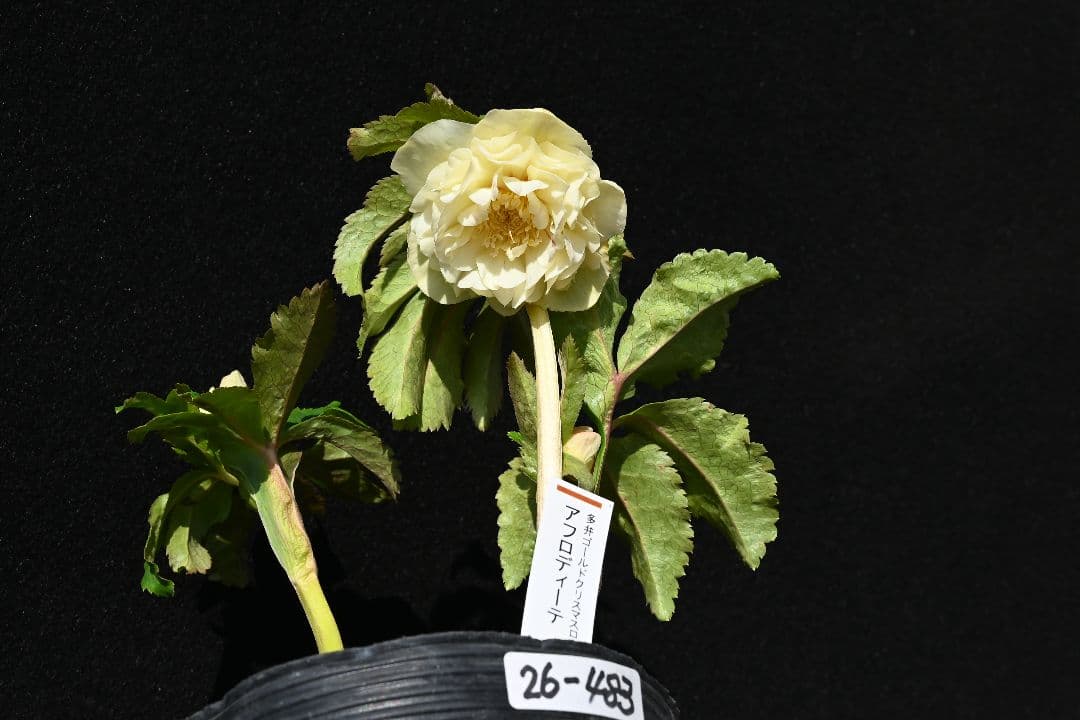 クリスマスローズ　認定アフロディーテ　ゴールド　加藤農園