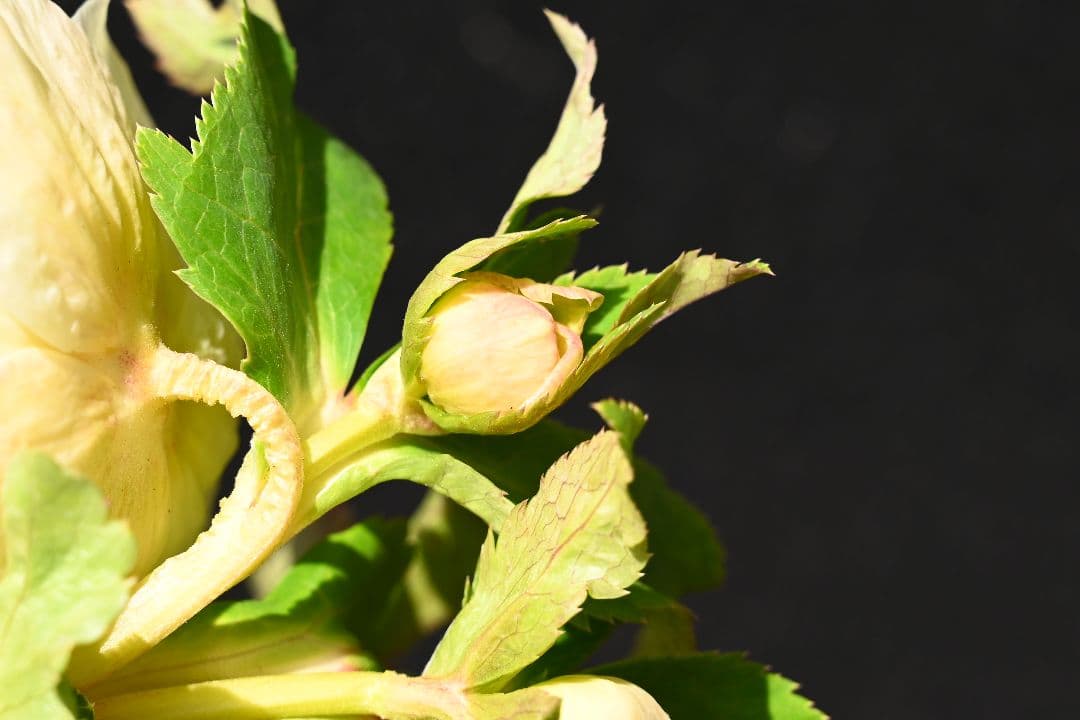 クリスマスローズ　認定アフロディーテ　ゴールド　加藤農園