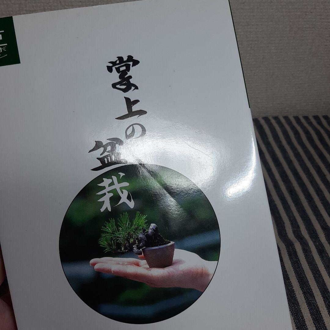 C7☆豆ボンサイ　掌上の盆栽☆鈴木亮介☆