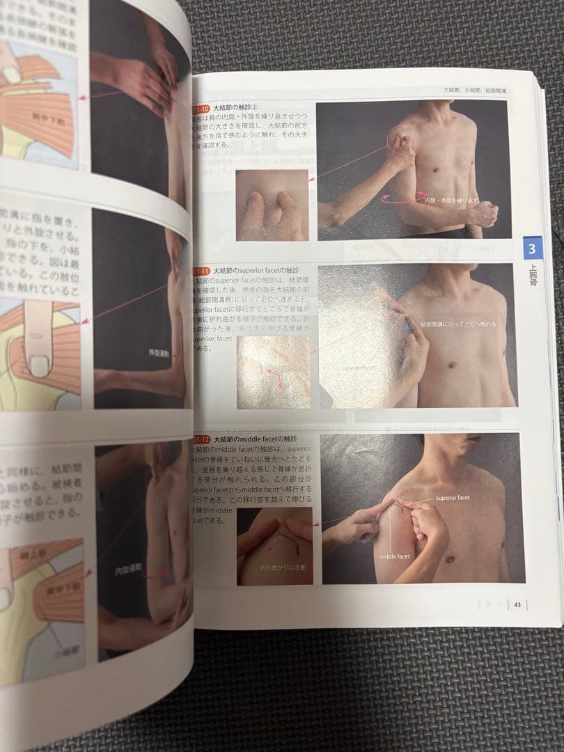 機能解剖学的触診技術 改訂第2版 2冊セット　理学療法士　作業療法士　リハビリ