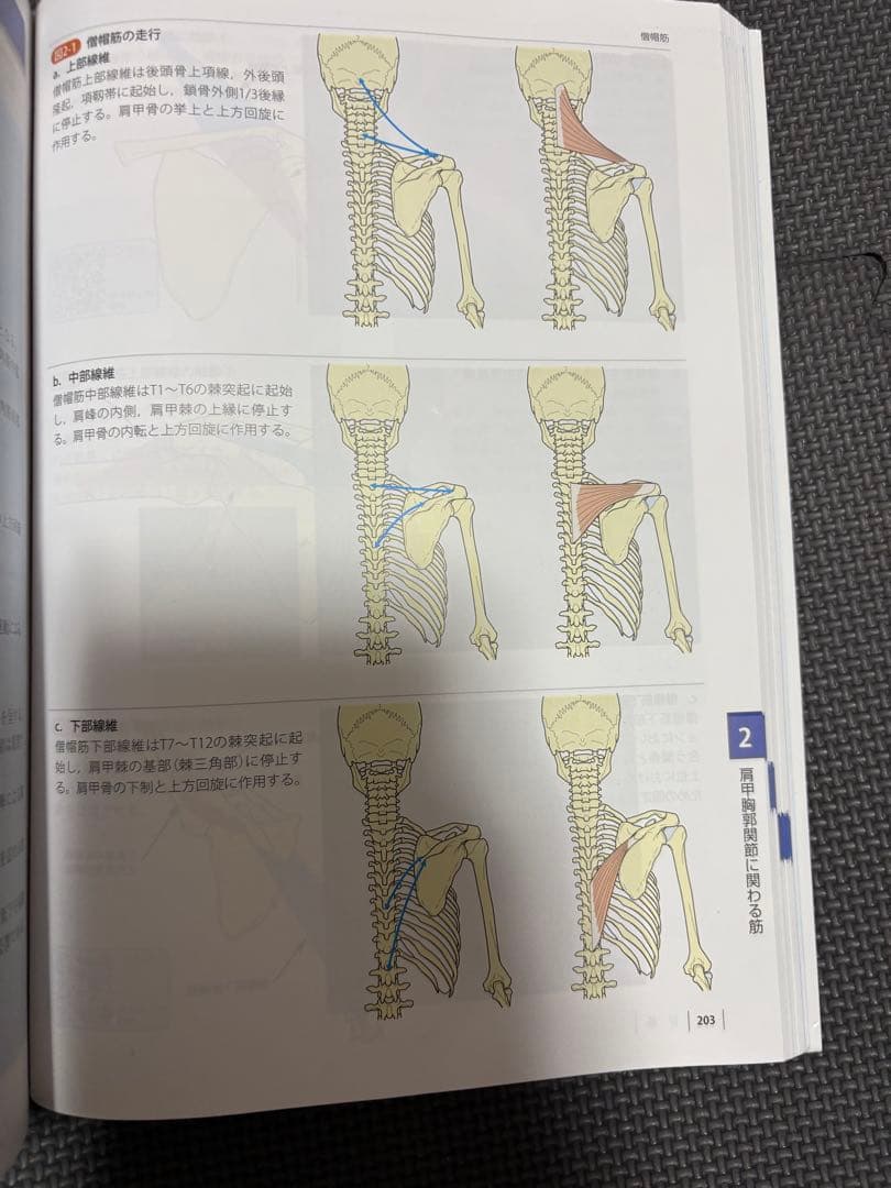 機能解剖学的触診技術 改訂第2版 2冊セット　理学療法士　作業療法士　リハビリ