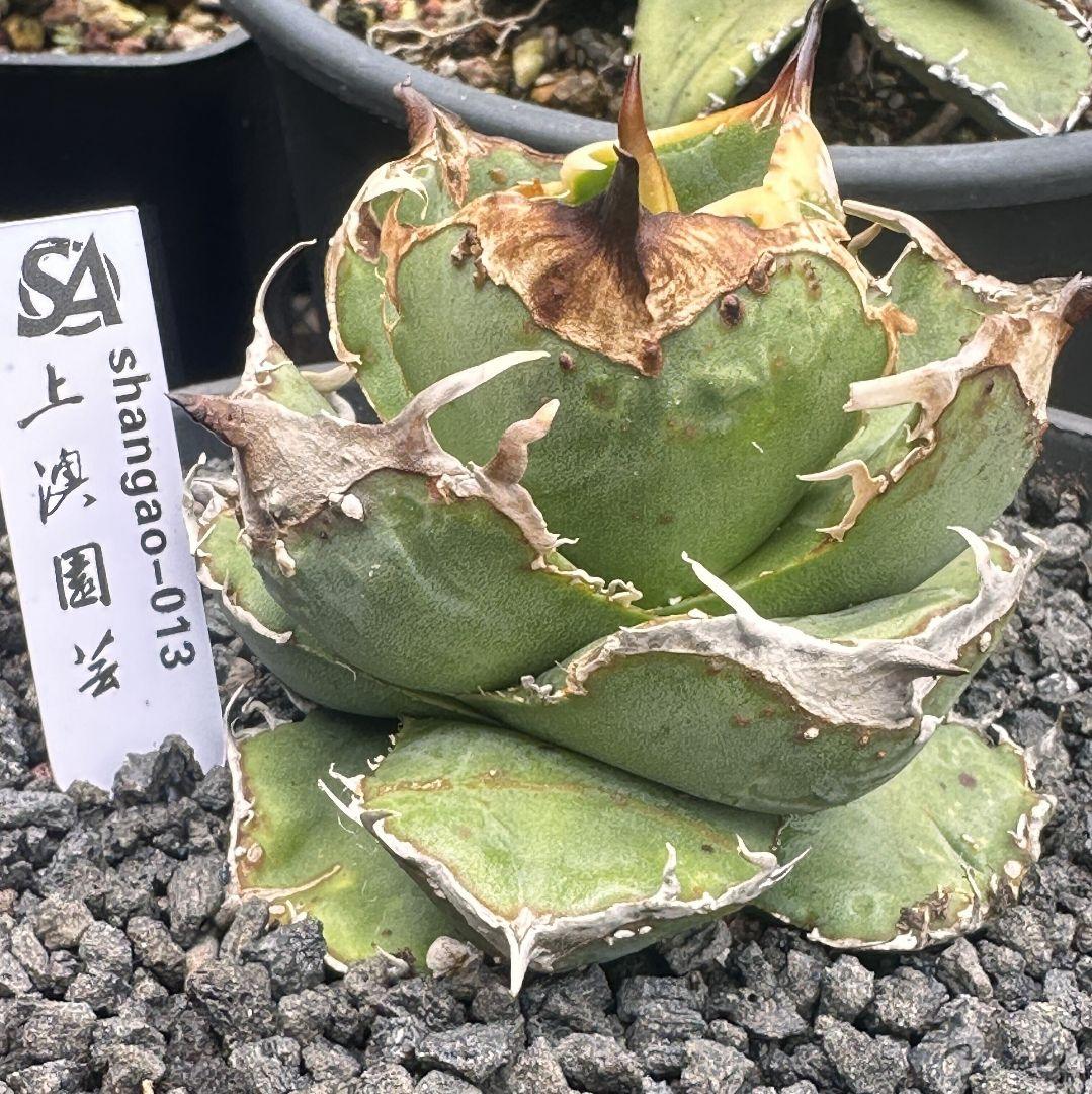 647【上澳園芸】 アガベ チタノタ 疣猪ブツブツ 丸葉背刺