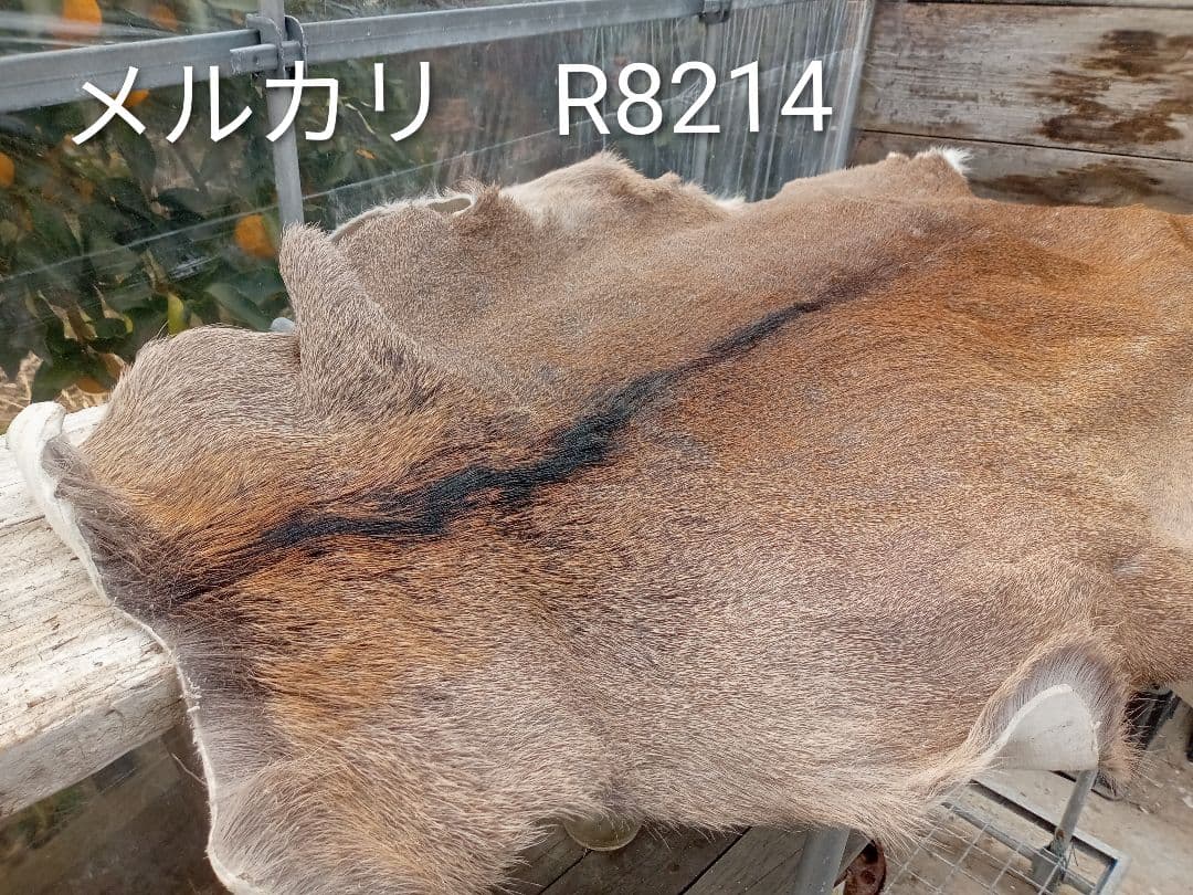 天然日本鹿　毛皮　ラグ　オマケ付き