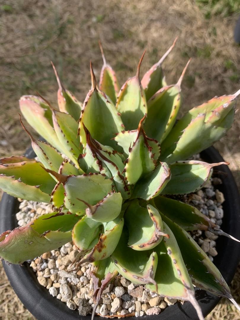 アガベ キュービック　USA キュービック錦　斑入り　オアハカ　オテロイ