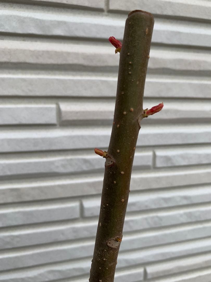 ★送料込み、香椿苗木 ★チャンチン苗木 紅油香椿 65センチ以上￼