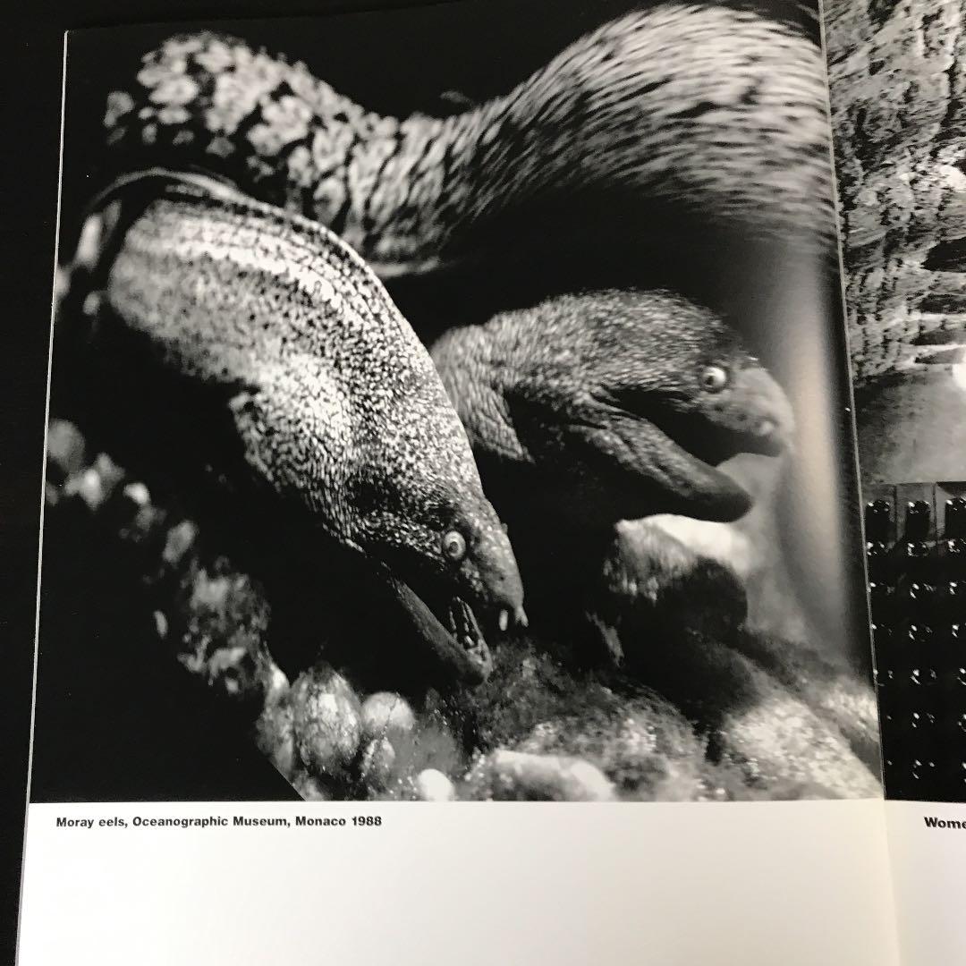 ヘルムト・ニュートン写真集Nn.3