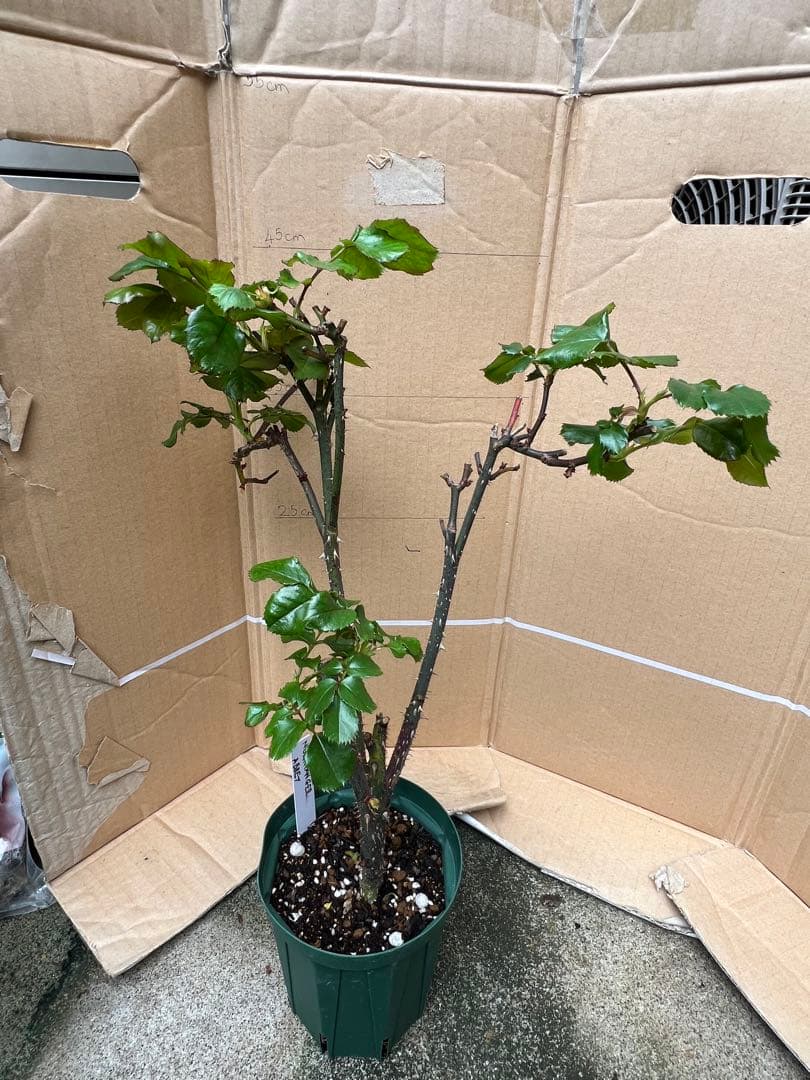 「Rose39」 切り花品種バラ苗　 レアバラ