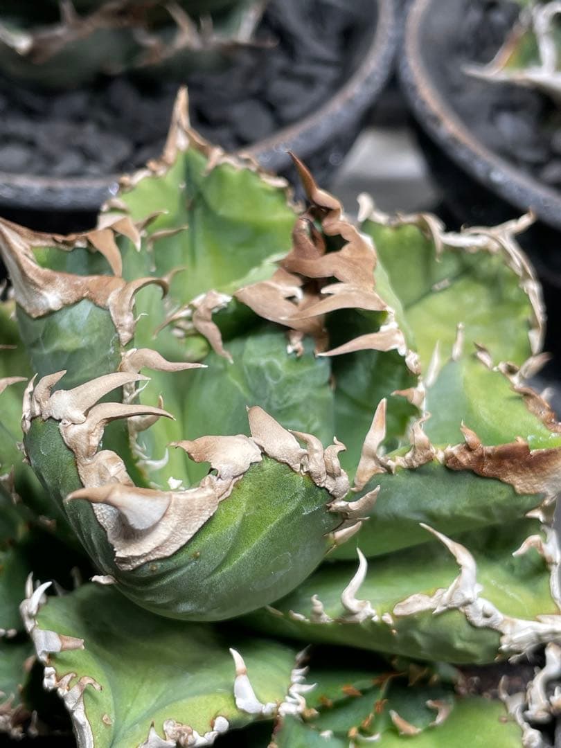 アガベ　チタノタ　皇冠　クラウン② ライズ(Lize)血統