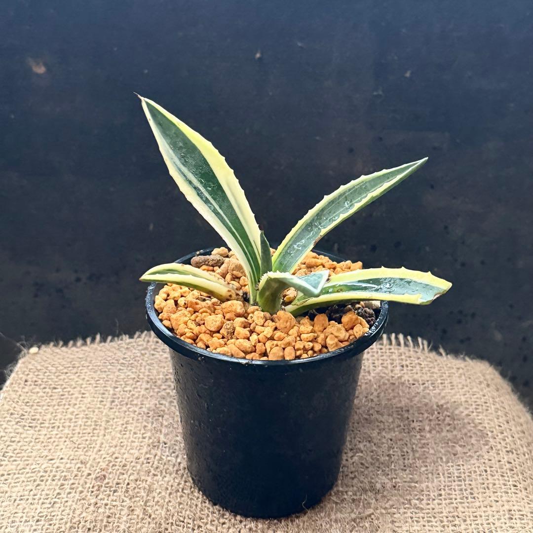 ✨2026✨アガベ アメリカーナ 斑入り②リュウゼツラン 覆輪竜舌蘭苗 覆輪錦