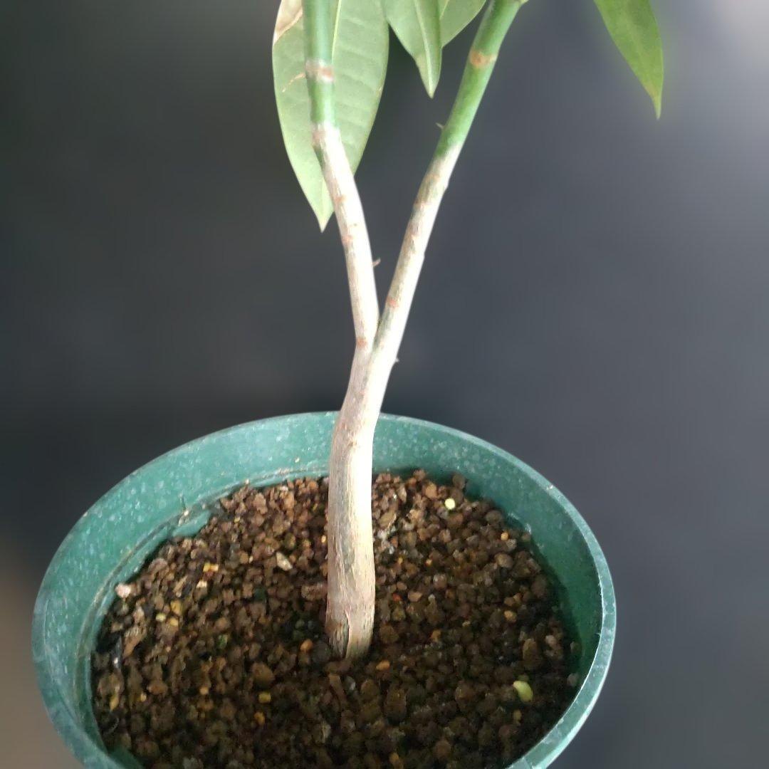 斑入りパキラ　実生苗　鉢付き