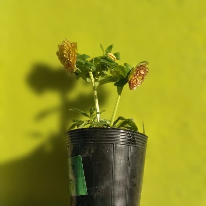 加藤農園。クリーム色と紫の縁取りの花アフロディーテ多弁系八重咲き。No13。