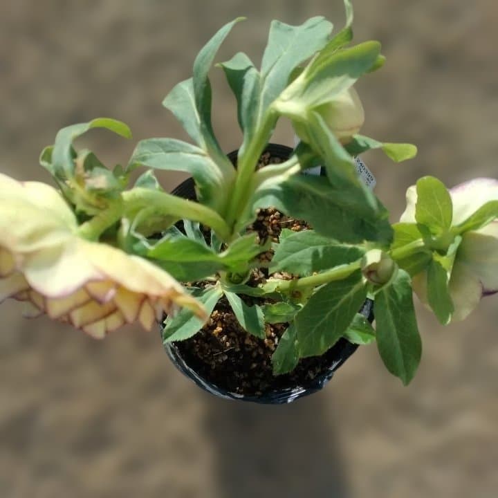 加藤農園。クリーム色と紫の縁取りの花アフロディーテ多弁系八重咲き。No13。