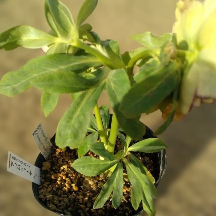 加藤農園。クリーム色と紫の縁取りの花アフロディーテ多弁系八重咲き。No13。