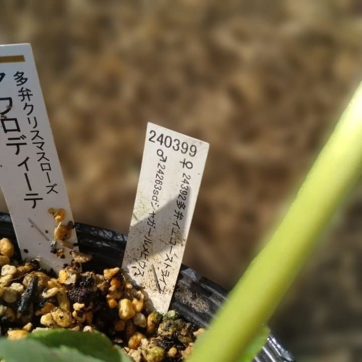 加藤農園。クリーム色と紫の縁取りの花アフロディーテ多弁系八重咲き。No13。