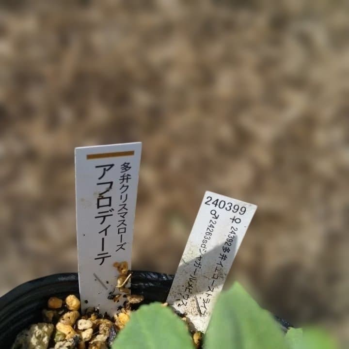 加藤農園。クリーム色と紫の縁取りの花アフロディーテ多弁系八重咲き。No13。