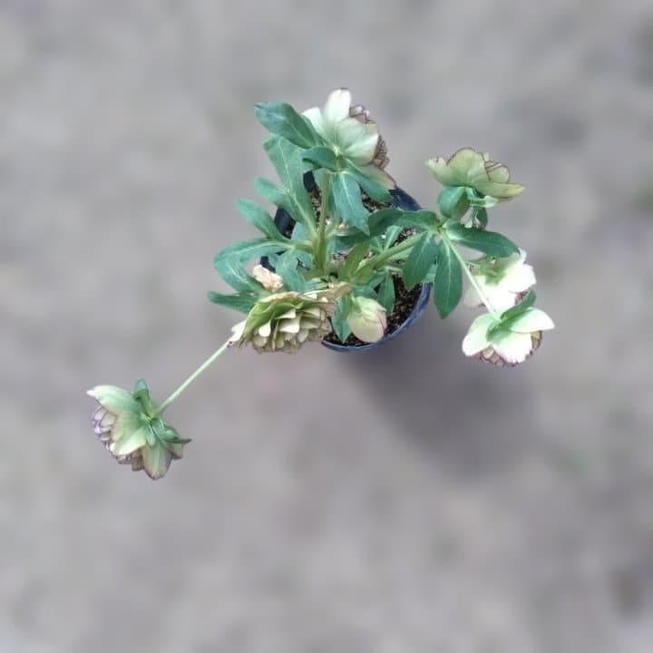 加藤農園。クリーム色と紫の縁取りの花アフロディーテ多弁系八重咲き。No13。