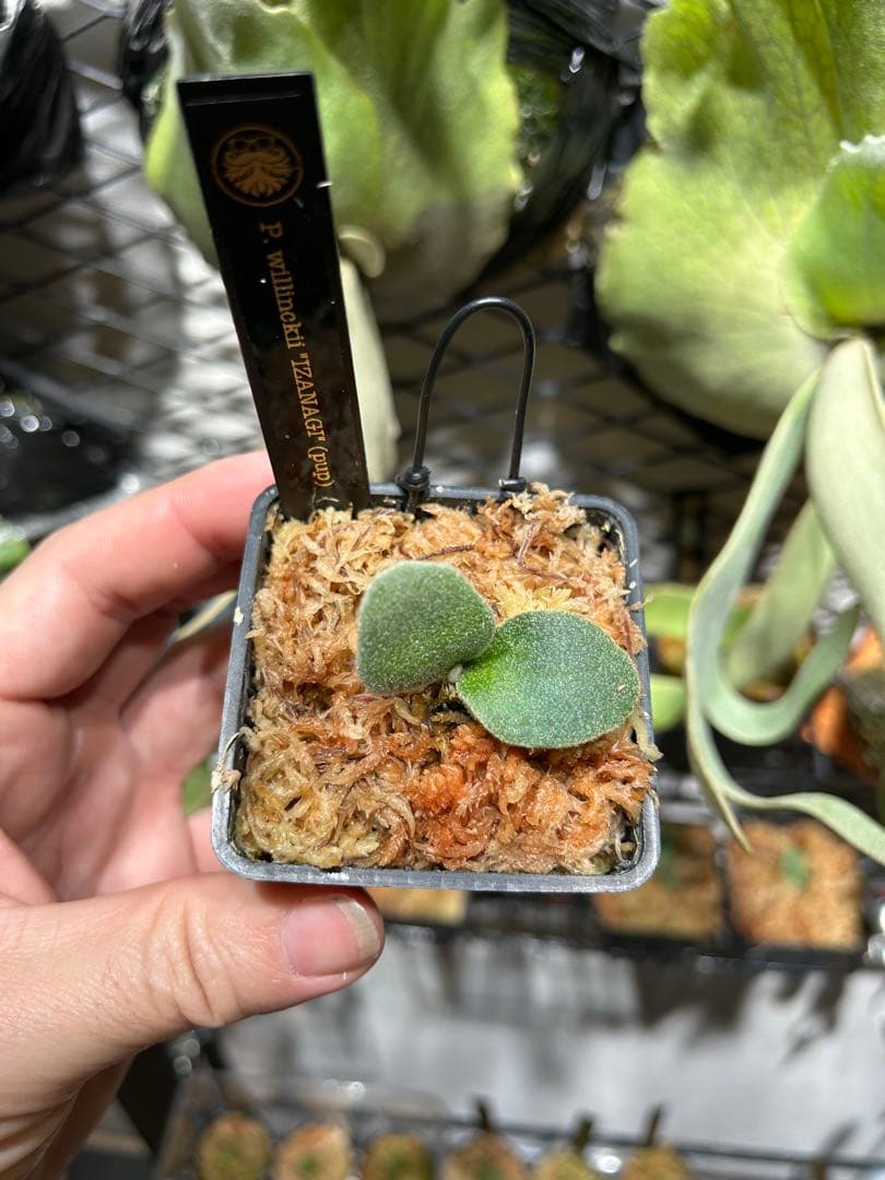 伊弉諾　イザナギ　IZANAGI pup