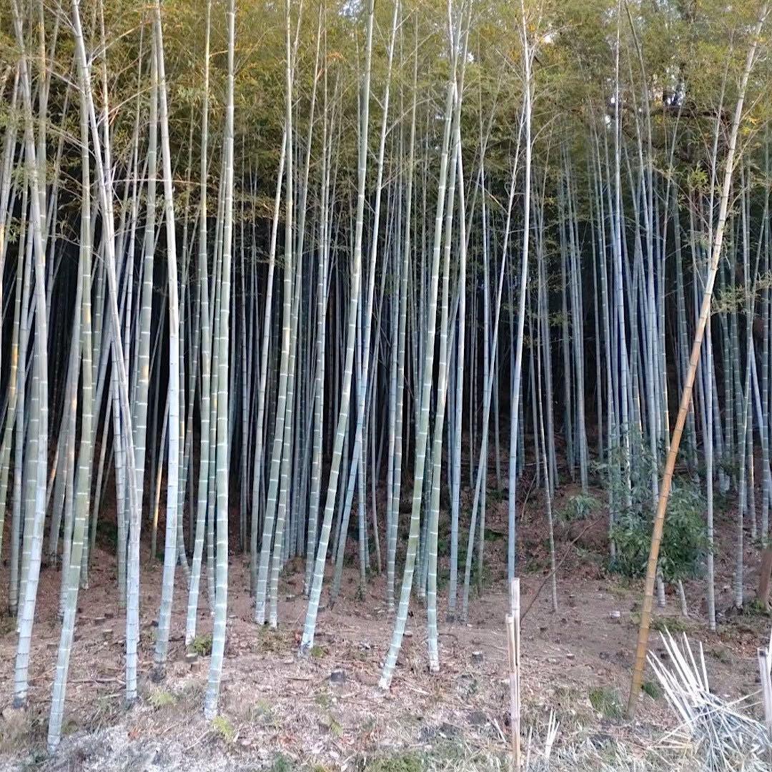 門松　天然　６本　正月飾り