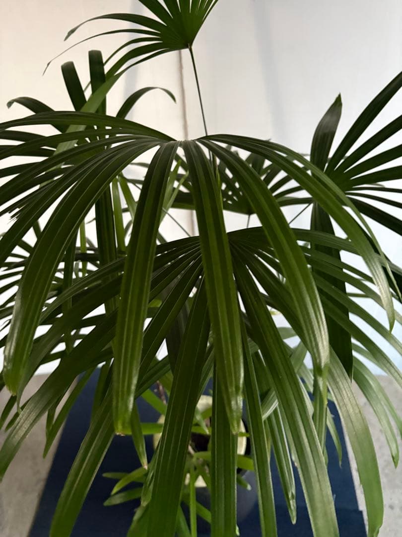 棕櫚竹　シュロチク　21