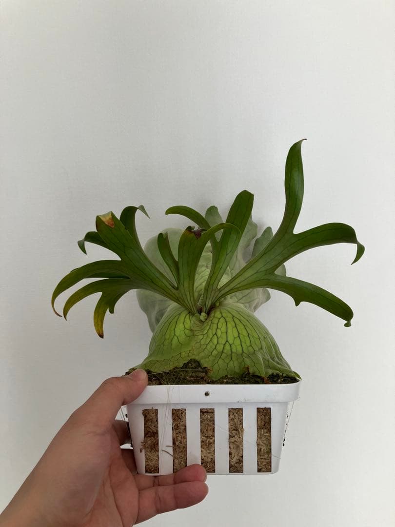 コロナリウム　コアラ