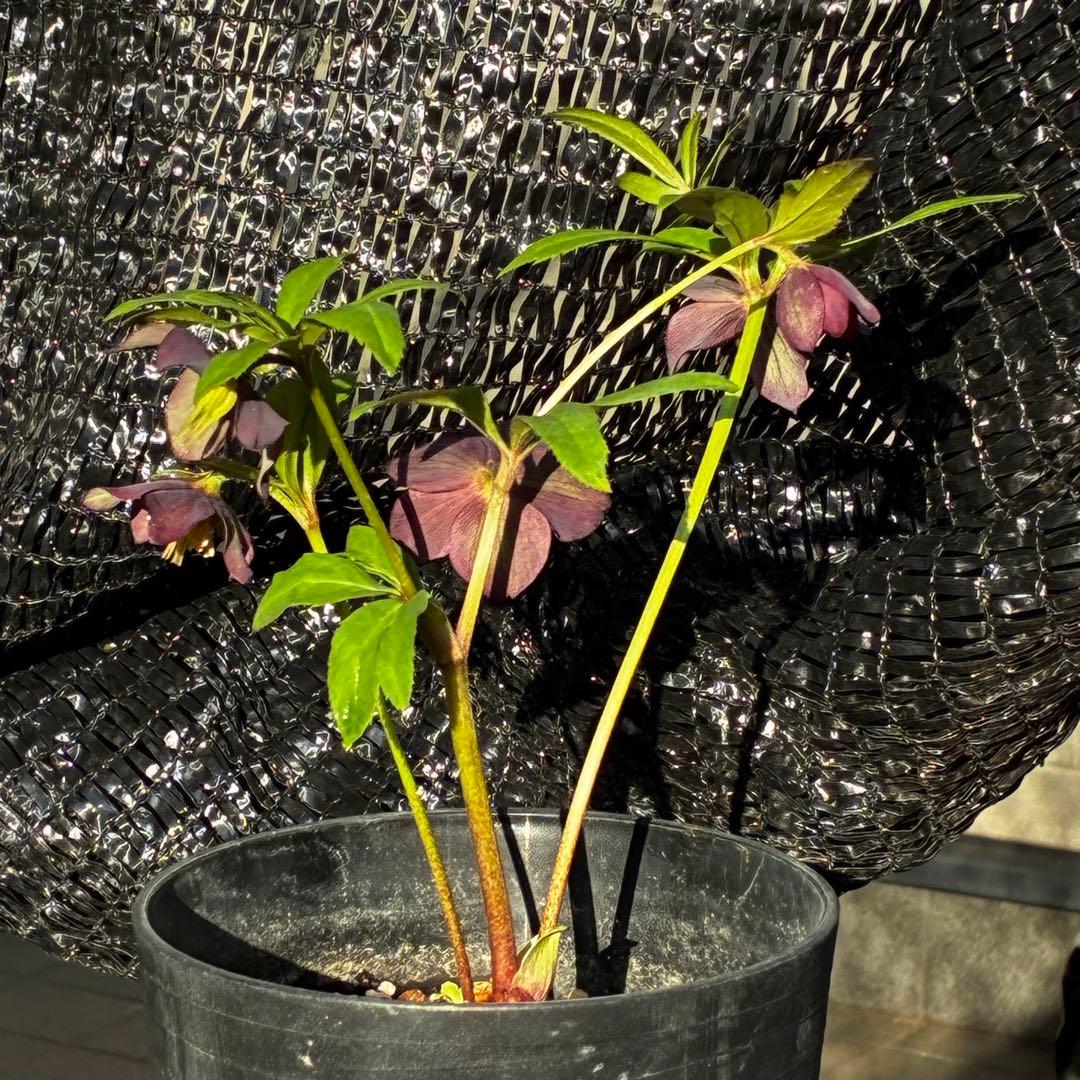 852☘️原生地採取☘️極上☘️⭐️H. croaticus⭐️超小輪⭐️ヒラヒラ優雅グラデ