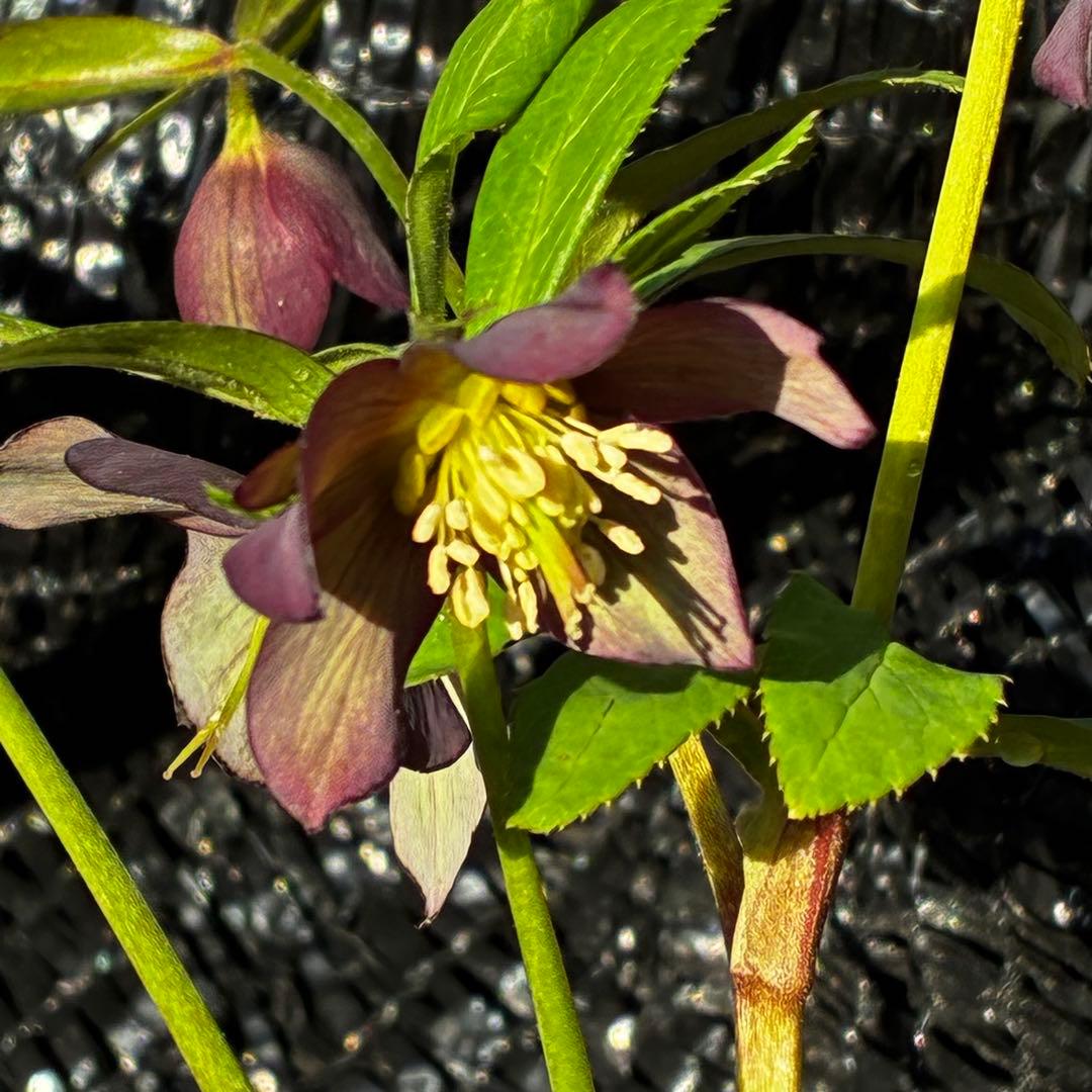 852☘️原生地採取☘️極上☘️⭐️H. croaticus⭐️超小輪⭐️ヒラヒラ優雅グラデ