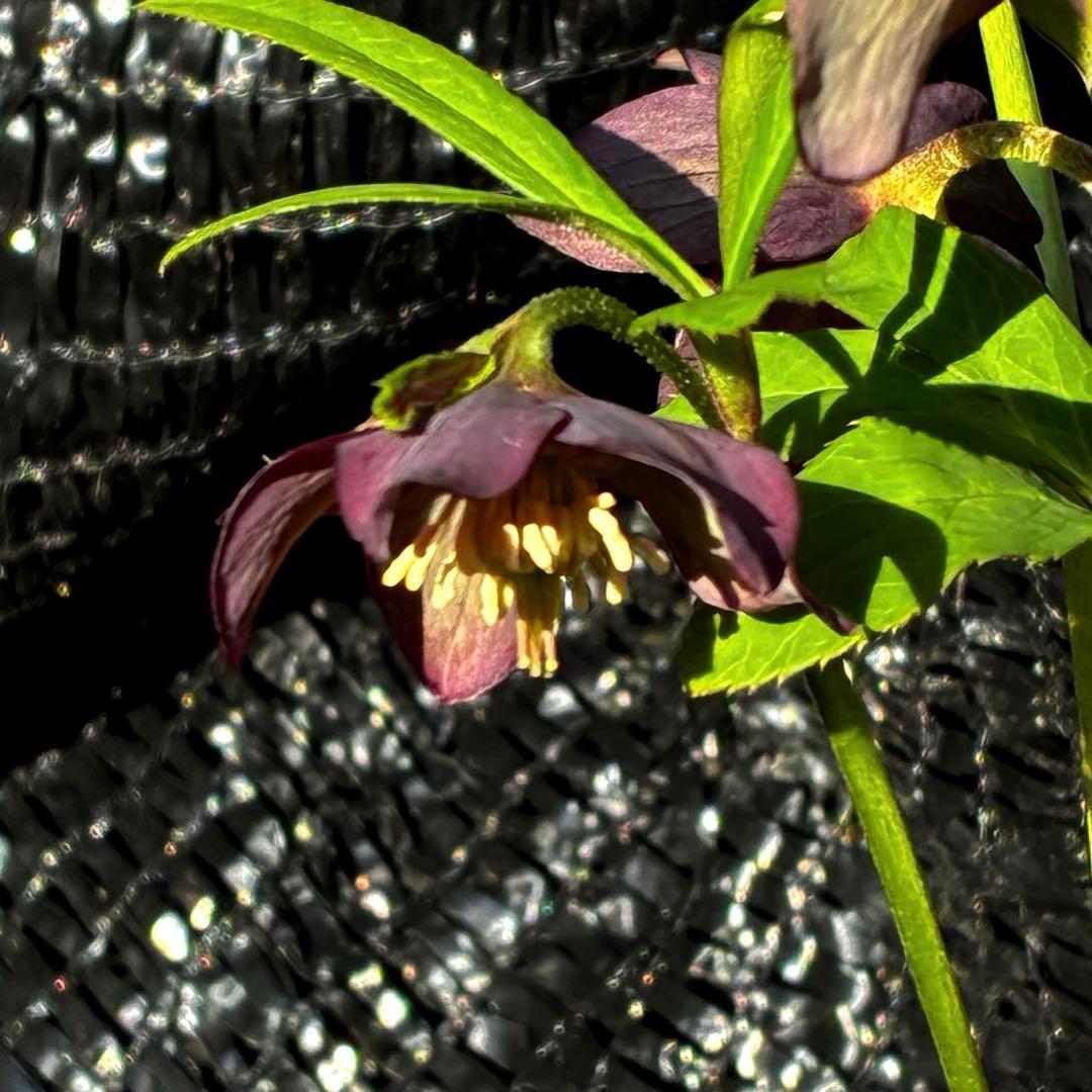 852☘️原生地採取☘️極上☘️⭐️H. croaticus⭐️超小輪⭐️ヒラヒラ優雅グラデ