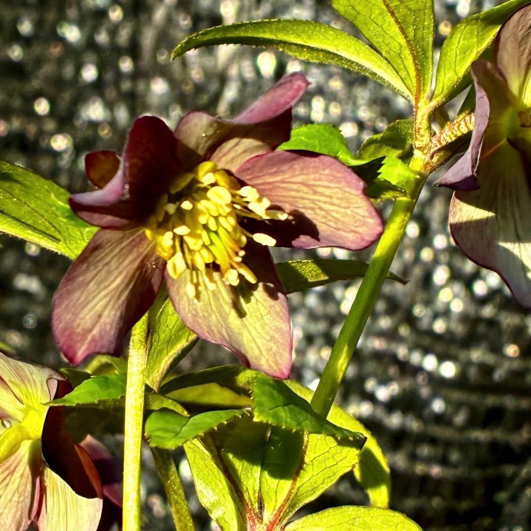 852☘️原生地採取☘️極上☘️⭐️H. croaticus⭐️超小輪⭐️ヒラヒラ優雅グラデ