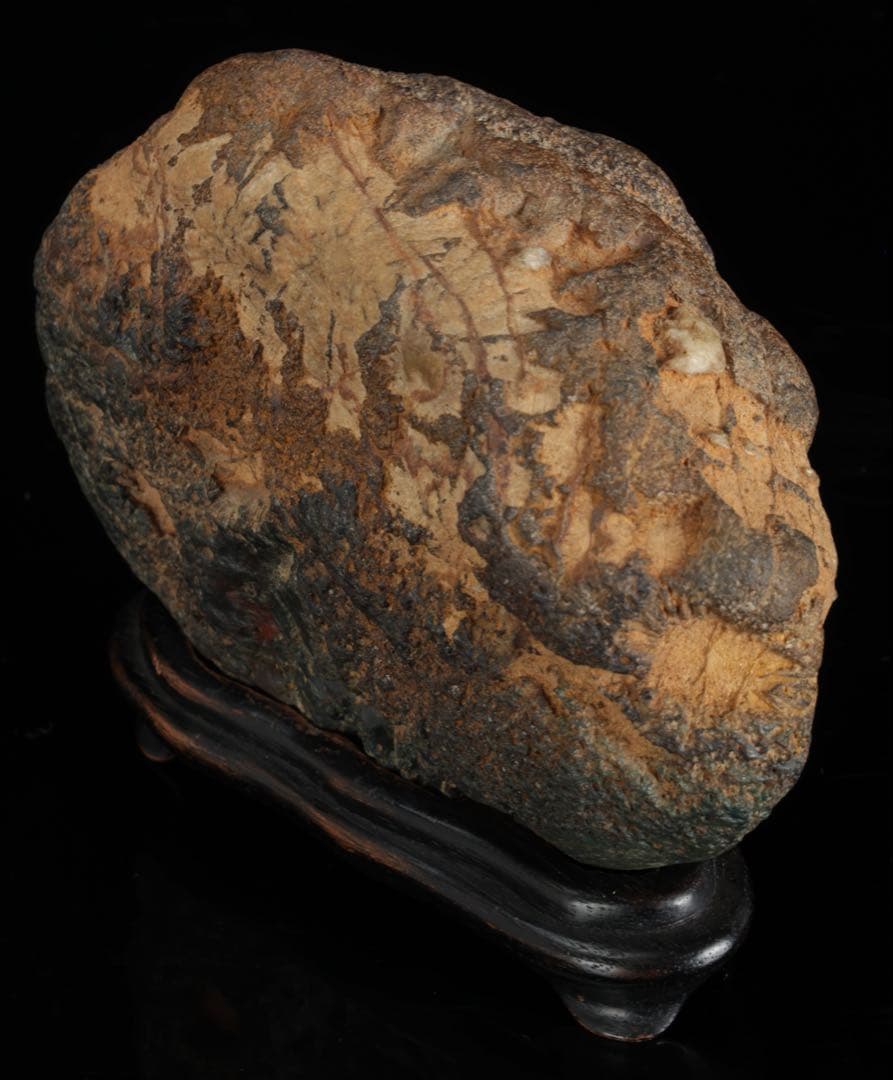 菊花石 紋石 台座 箱付 769g 鑑賞石 原石 自然石 美石 水石 盆石 飾石