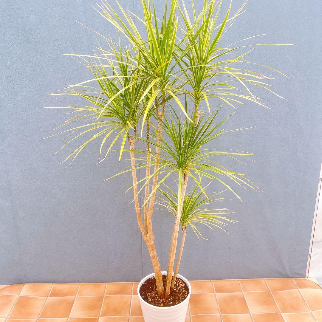 現品　ドラセナ　コンシンネ　ホワイボリー　2番　観葉植物　特大　インテリア　室内
