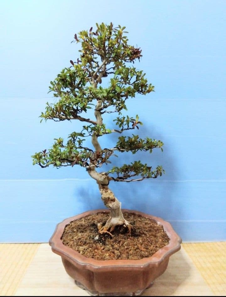 皐月盆栽　さつき盆栽　サツキ盆栽