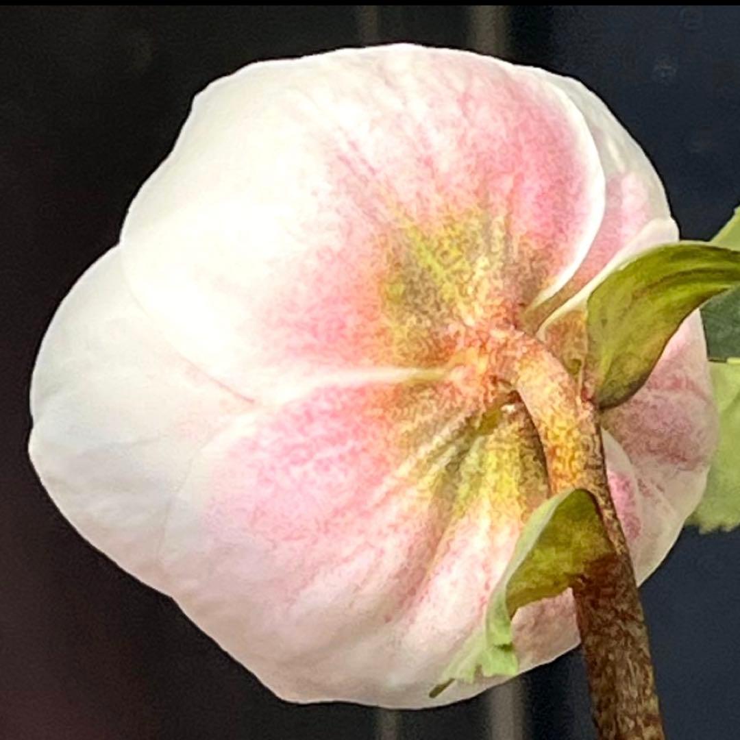 3862☘️1年間管理株☘️⭐️SD⭐️Pink Niger⭐️