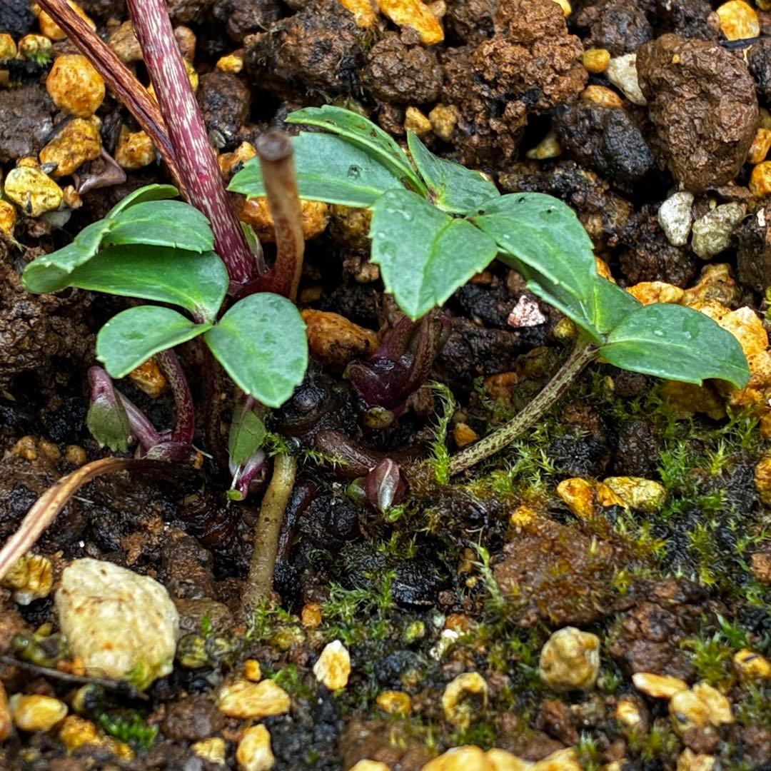 3862☘️1年間管理株☘️⭐️SD⭐️Pink Niger⭐️