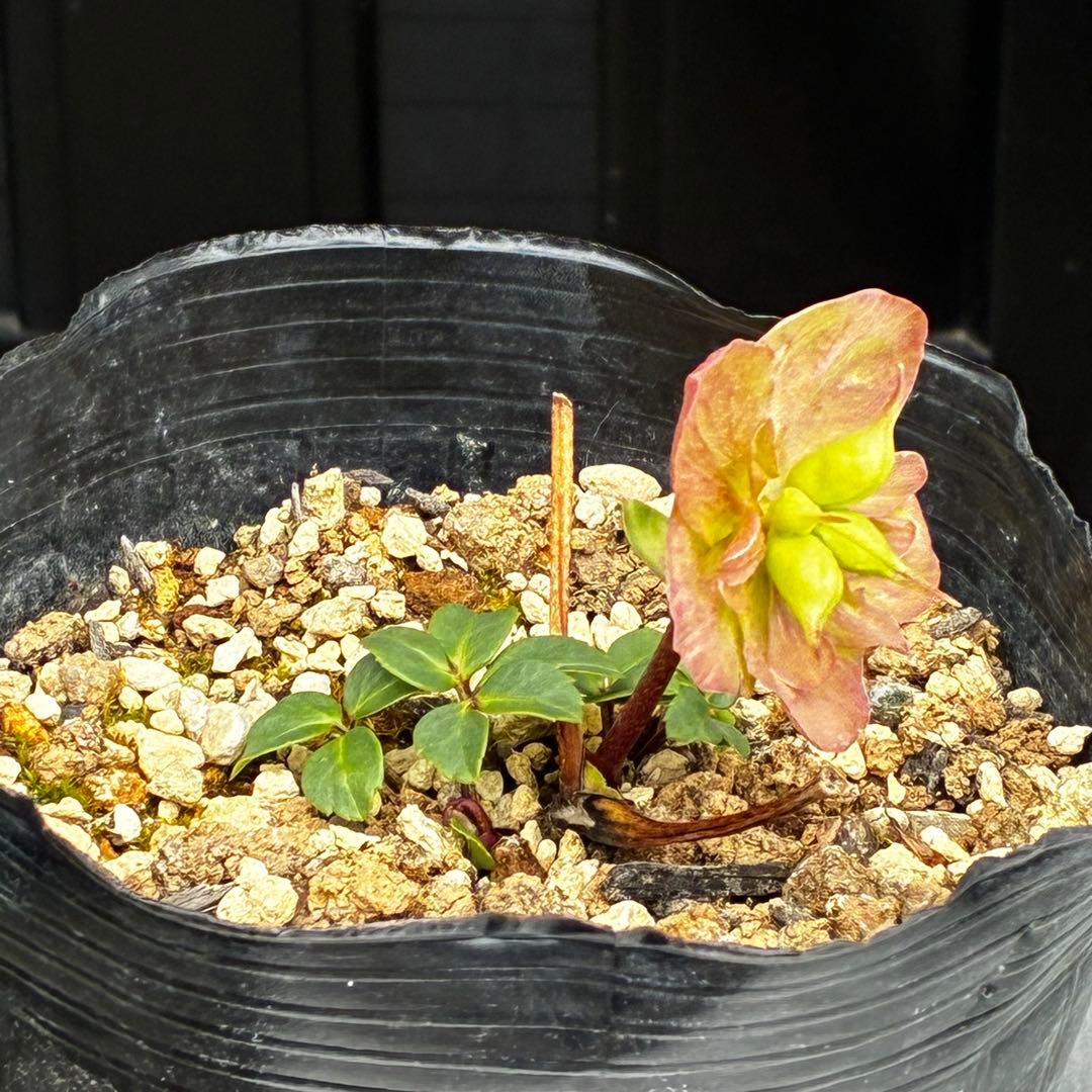 3862☘️1年間管理株☘️⭐️SD⭐️Pink Niger⭐️