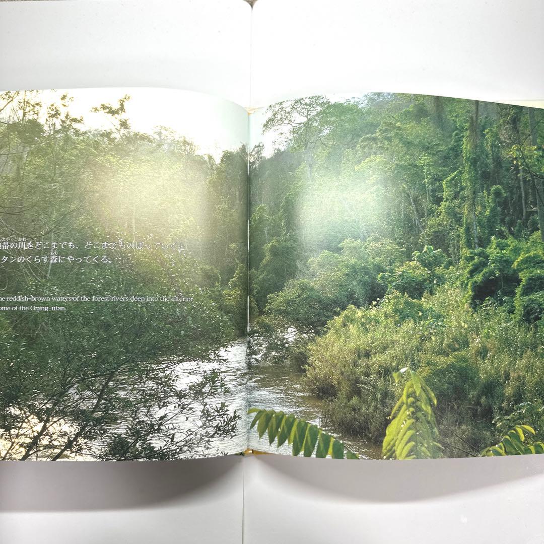 【2点購入150円引】オランウータンの森　鈴木 南水子 / 鈴木晃