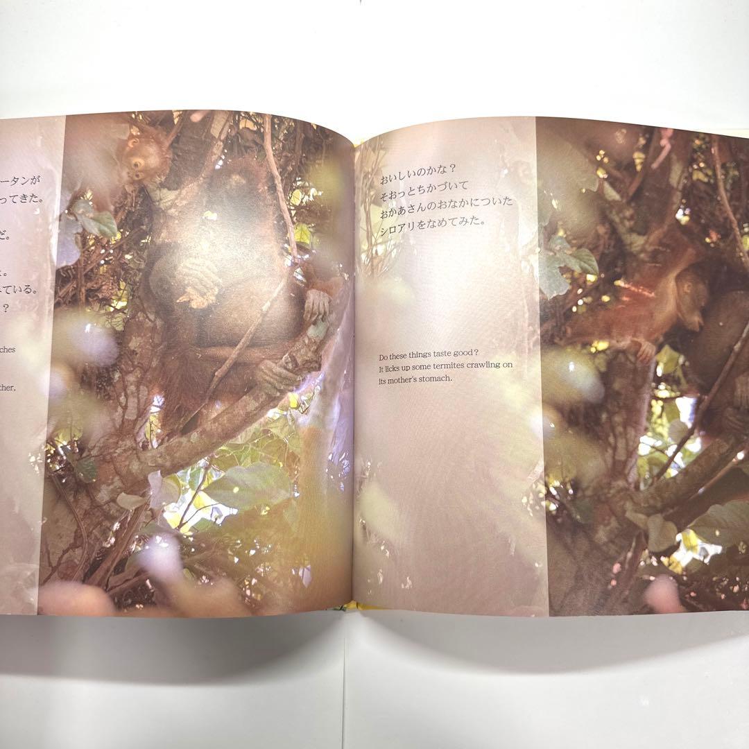 【2点購入150円引】オランウータンの森　鈴木 南水子 / 鈴木晃