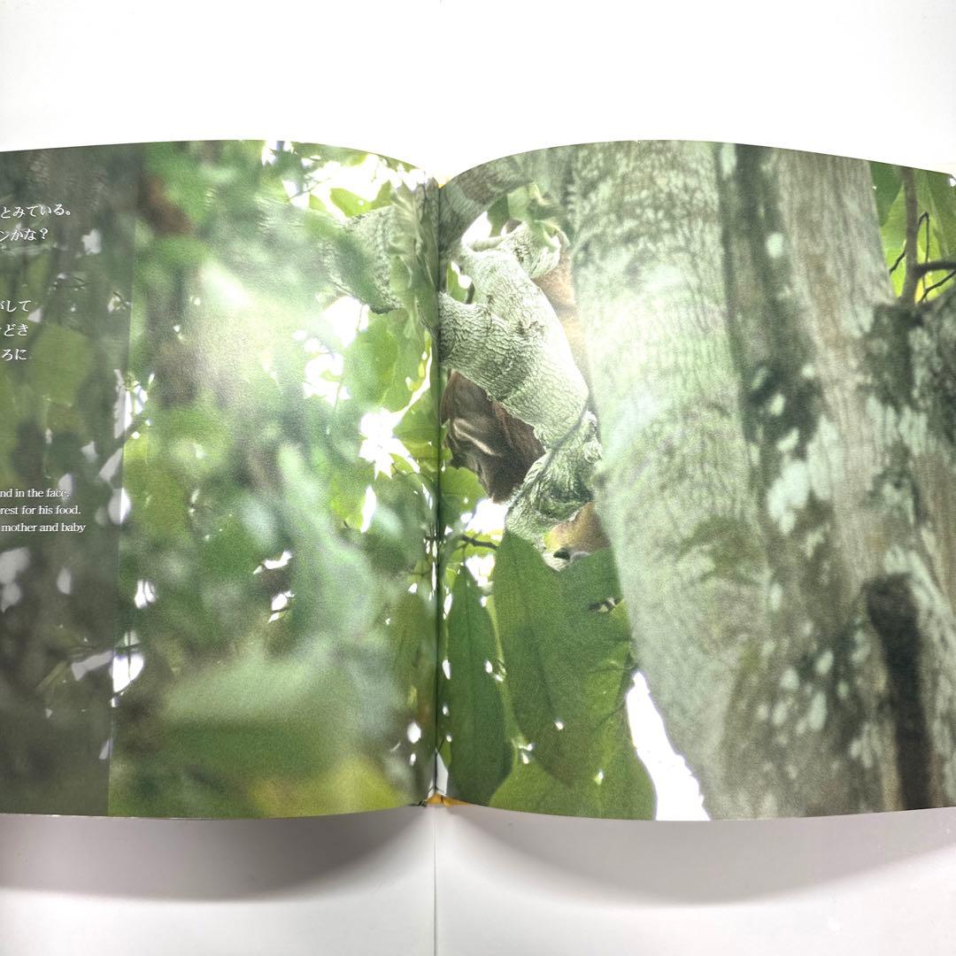 【2点購入150円引】オランウータンの森　鈴木 南水子 / 鈴木晃