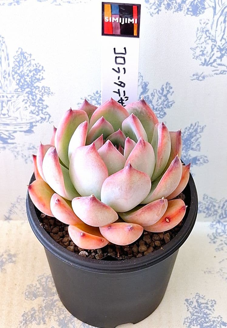 コロラータデザートハーモニー札付きポットごとメルカリ便simijimiさん苗