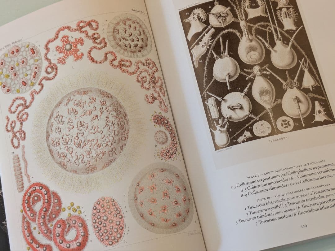 【新品】Ernst Haeckel / Taschen ヘッケル タッシェン