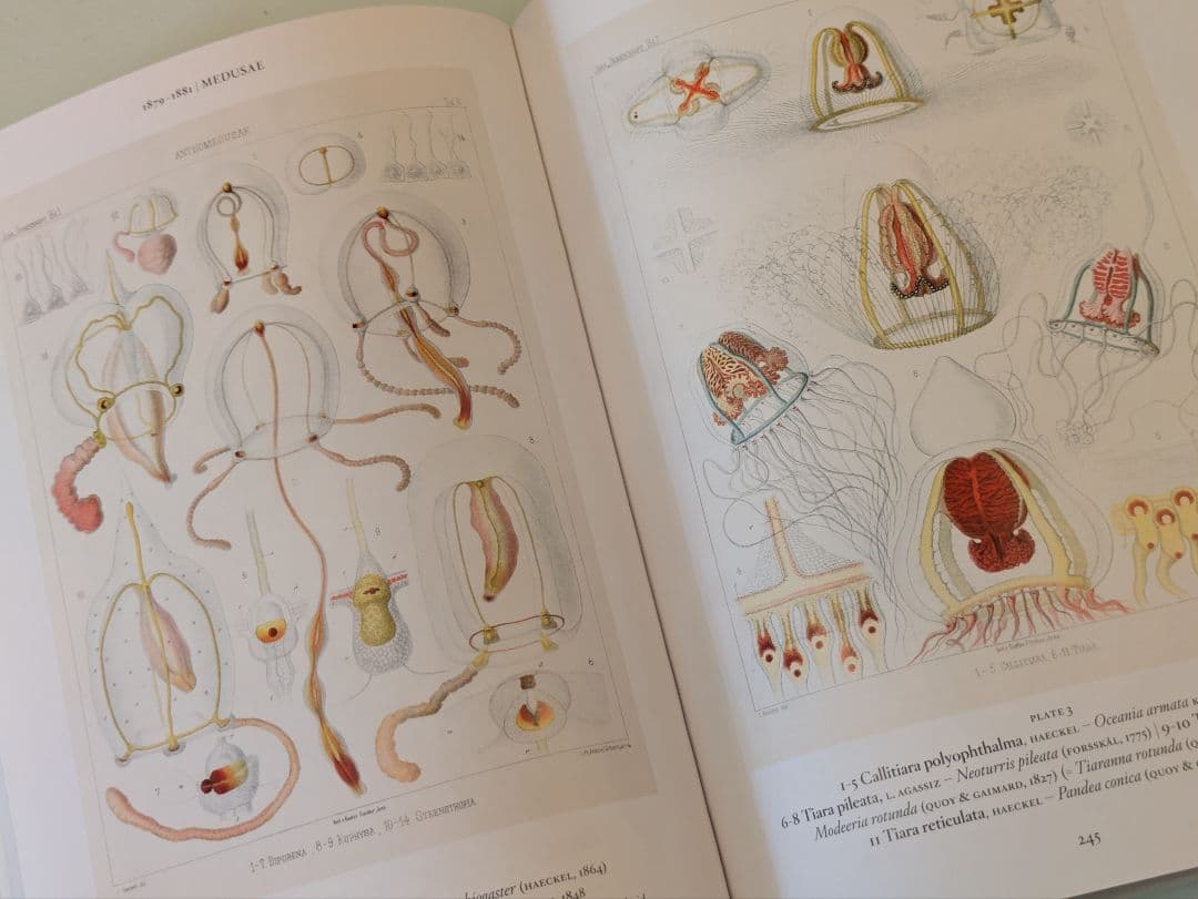 【新品】Ernst Haeckel / Taschen ヘッケル タッシェン