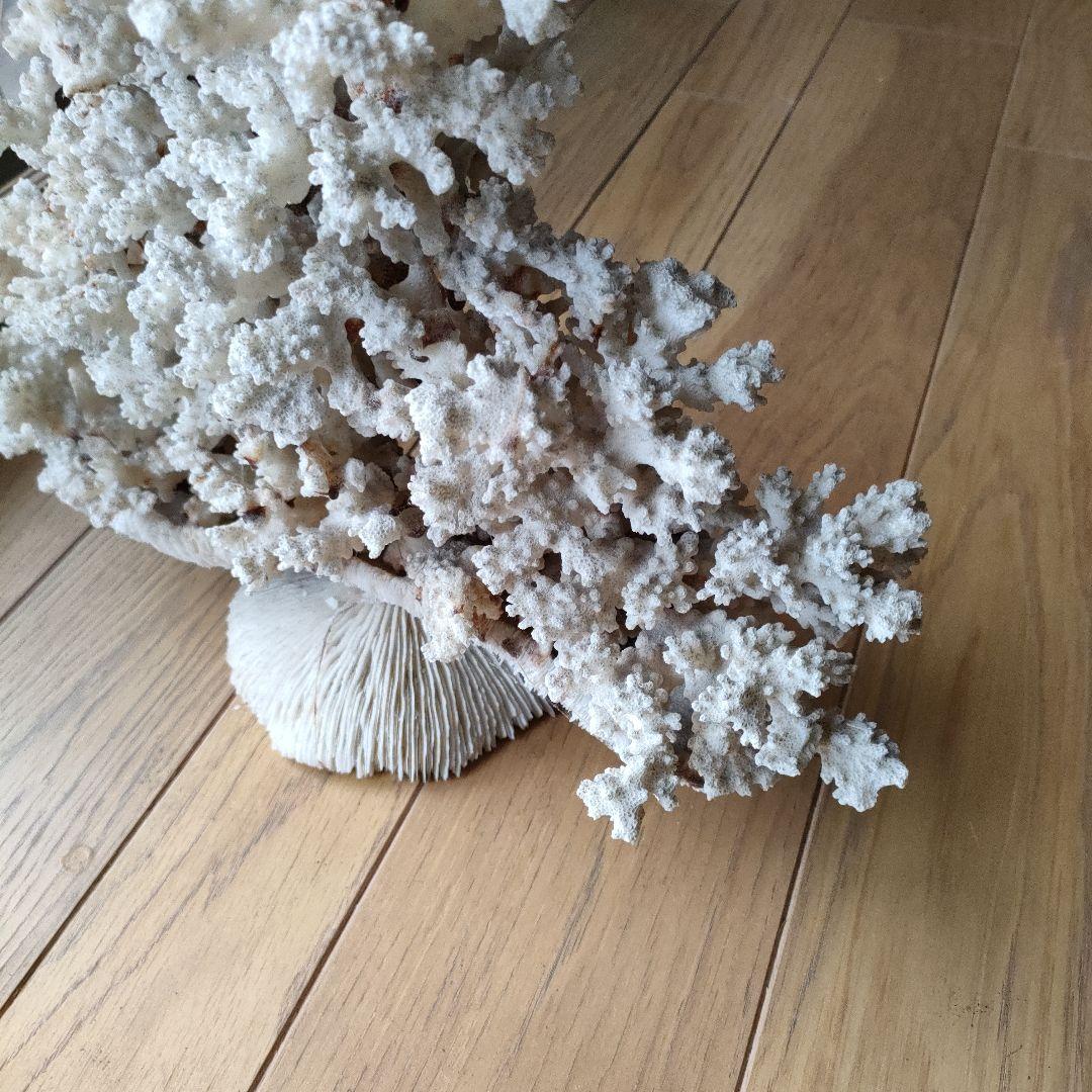 サンゴ 珊瑚 置物 雑貨 インテリア28 cmX 34 cm