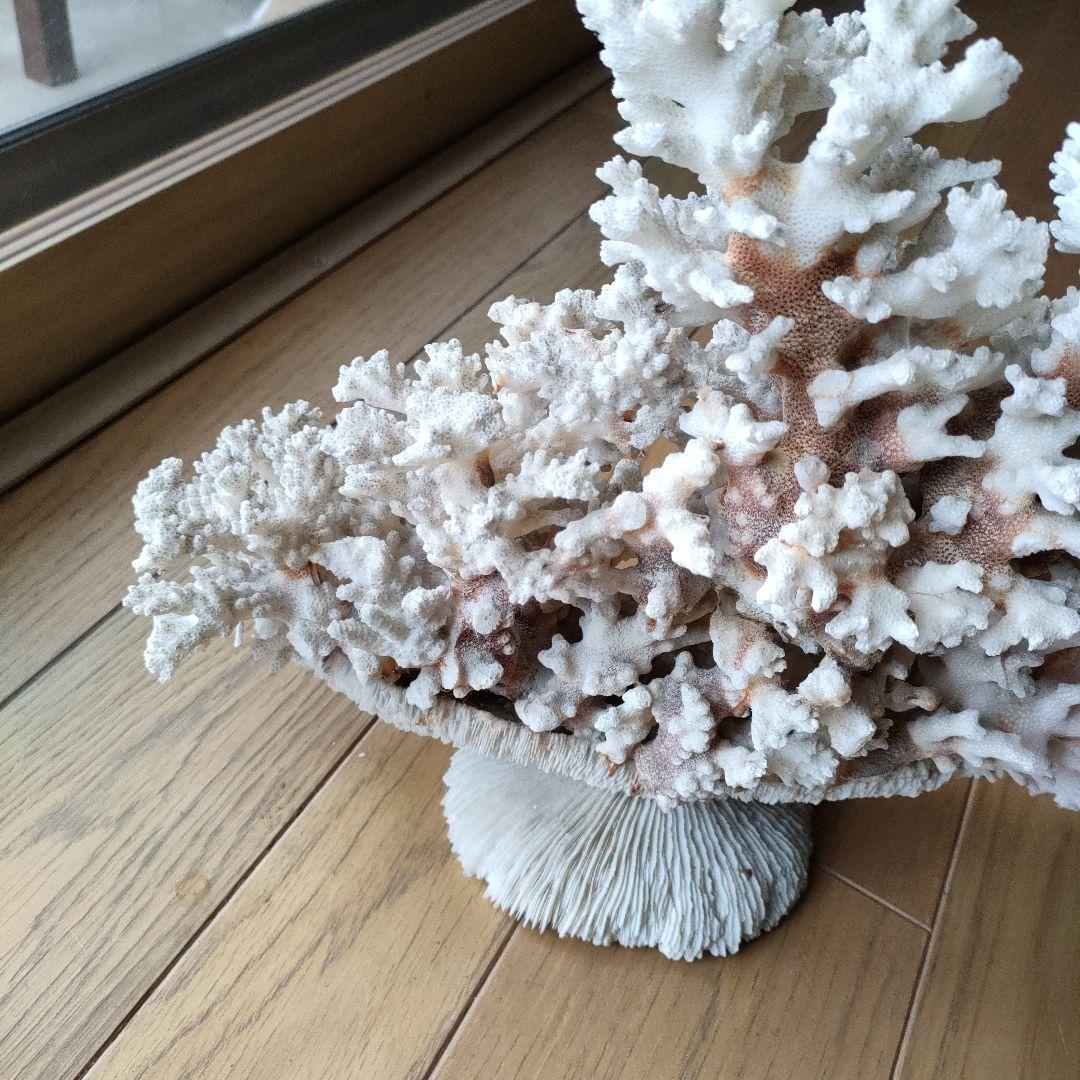 サンゴ 珊瑚 置物 雑貨 インテリア28 cmX 34 cm