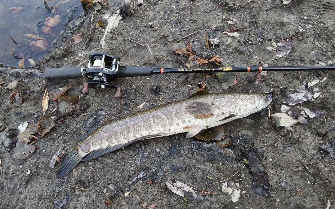 アイル グラファイトコンポジット フジグリップ