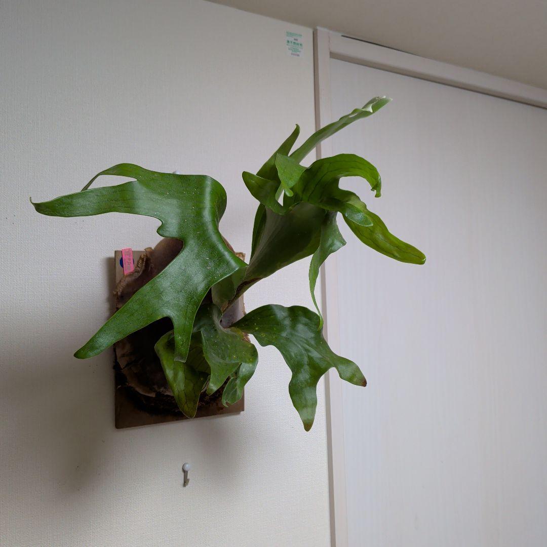 最終価格【2株半額・3株目無料】P. Fujin 風神 フージン ビカクシダ