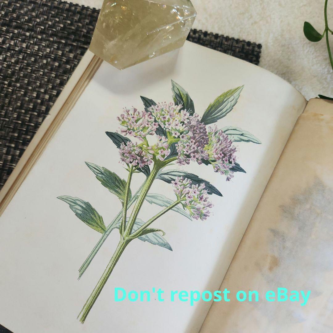 植物図鑑　洋書　古書　ボタニカルアート　アンティーク　リトグラフ　25